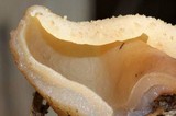 Peziza vesiculosa image