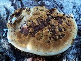Phellinus gilvus image
