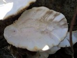 Trametes hirsuta image