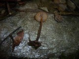 Marasmius torquescens image