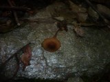 Marasmius torquescens image