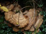 Meripilus giganteus image