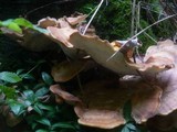 Meripilus giganteus image