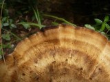 Meripilus giganteus image