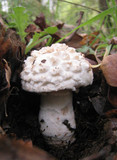 Amanita magniverrucata image