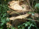 Meripilus giganteus image