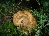 Meripilus giganteus image