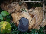 Meripilus giganteus image