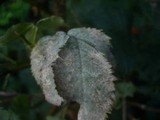 Microsphaera vanbruntiana var. sambuci-racemosae image