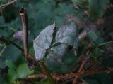 Microsphaera vanbruntiana var. sambuci-racemosae image