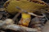 Suillus lakei image