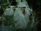 Microsphaera vanbruntiana var. sambuci-racemosae image