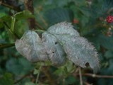 Microsphaera vanbruntiana var. sambuci-racemosae image