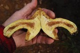 Suillus lakei image