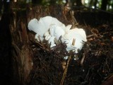 Osteina obducta image
