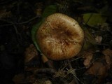 Paxillus rubicundulus image