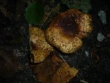 Paxillus rubicundulus image