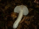 Russula cyanoxantha image