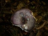 Russula cyanoxantha image