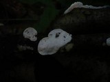 Skeletocutis nivea image