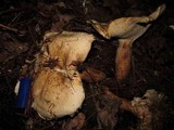 Leucopaxillus albissimus image