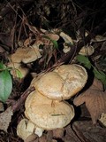 Leucopaxillus albissimus image