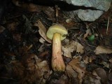 Hortiboletus engelii image