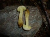 Hortiboletus engelii image