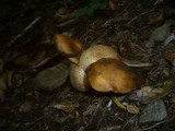 Pseudoboletus parasiticus image