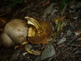 Pseudoboletus parasiticus image