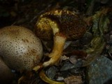 Pseudoboletus parasiticus image