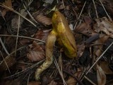 Boletus subtomentosus image