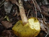 Boletus subtomentosus image