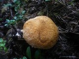 Suillus cavipes image