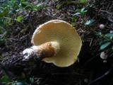 Suillus cavipes image