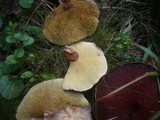 Suillus cavipes image