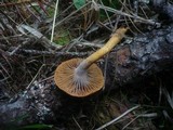 Chroogomphus helveticus image