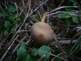Chroogomphus helveticus image