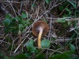 Chroogomphus helveticus image