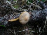 Chroogomphus helveticus image