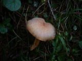 Chroogomphus helveticus image