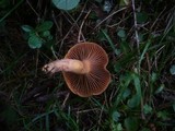 Chroogomphus helveticus image