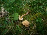 Cystoderma amianthinum image