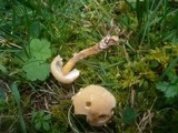 Cystoderma amianthinum image