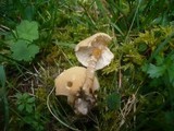 Cystoderma amianthinum image