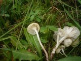 Hygrocybe russocoriacea image