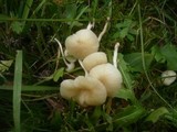 Hygrocybe russocoriacea image