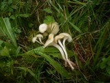 Hygrocybe russocoriacea image