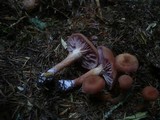 Laccaria bicolor image