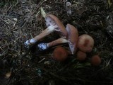 Laccaria bicolor image